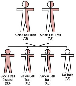 Sickle Cell Trait