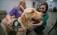 Paws at Play: St. Jude welcomes furry, four-legged colleagues